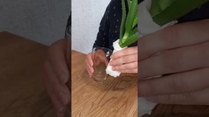 Укоренение Алоэ. Без воды, песка и земли ! 100 % результат. Попробуйте сами и поделитесь с друзьями