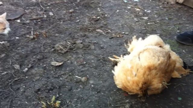 Как усыпить курицу смотреть онлайн