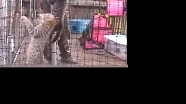 Savannah kittens at play - Umoya's Gold Girl 1-18-09 смотреть онлайн