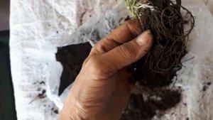 Флоксы и очиток из посылки. Реанимация нужна.