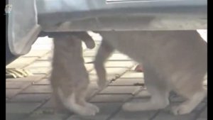 Мать-кошка не принимает смерть своего малыша, она тащит котенка в безопасное место
