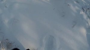 Пробиваю путик на снегоходе буран  по целине первые 20 км. Нашёл берлогу!