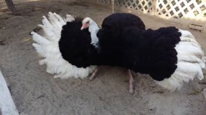 Брачные игры страусов