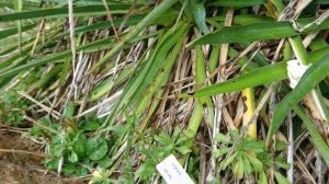 Юкка славная (дат. Palmelilje, лат. Yucca gloriosa)