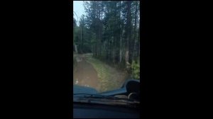 Бобр Листвянка Байкал