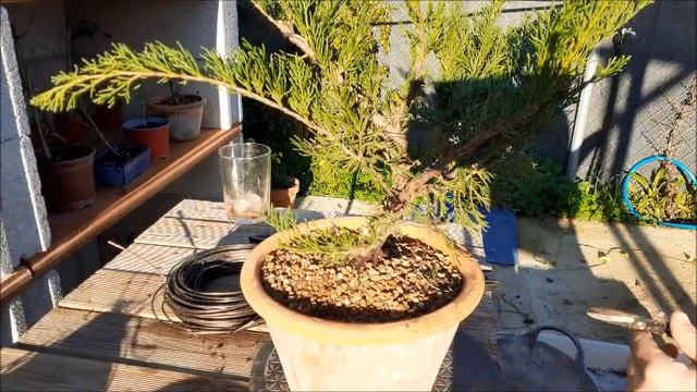 TRASPLANTE Y DISEÑO DE JUNIPERUS PFITZERIANA Mint Julep смотреть онлайн