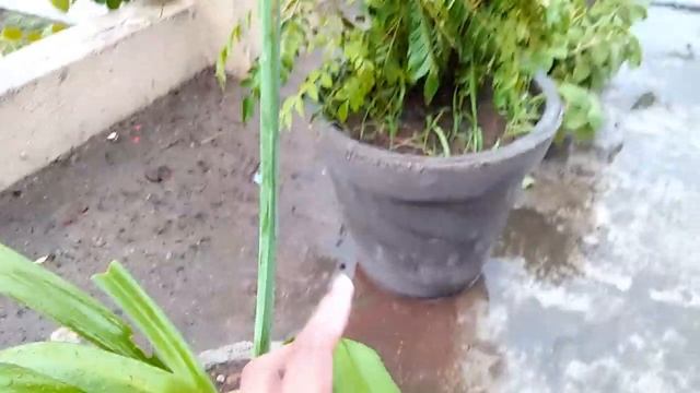 How to grow care propagate Sudarsan ! Chakrami! Madhuparnika! Crinum latifolium! Spider lily! plan смотреть онлайн