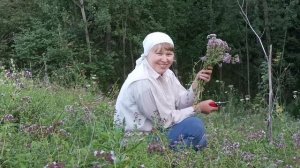 Душица для запарки в бане/ Веники для бани