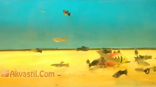 Гуппи и Моллинезии. Аквариумные рыбки. Аквариумистика.