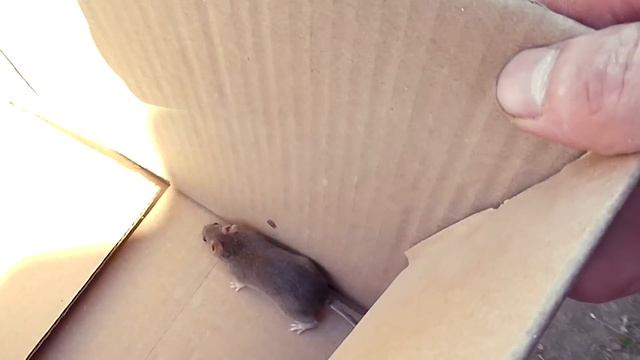 КОШКИ ОТКАЗЫВАЮТСЯ ЛОВИТЬ МЫШЕЙ. ИЗ ГОРОДА В ДЕРЕВНЮ 324 серия смотреть онлайн