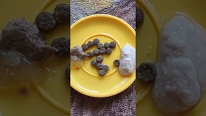 Чем кормить 2х месячного котёнка?