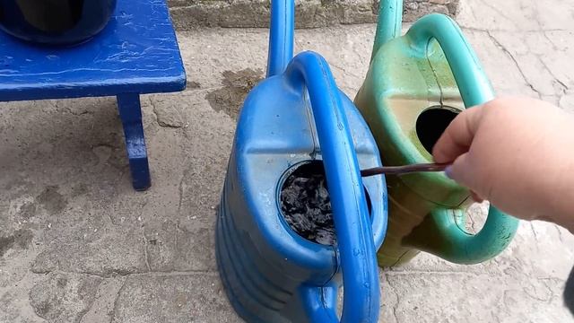 Влагозарядный полив гортензии + подкормка. смотреть онлайн