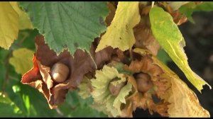 Фундук в Сибири вырастить легко!