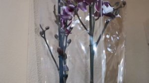 Стюартиана, Сого Релекс и другие орхидеи с названиями в магазине Экофлора г. Омск.