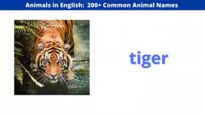 АНГЛИЙСКИЙ (Animals Vocab Feb)