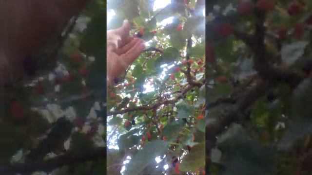 Стара качеля смотреть онлайн