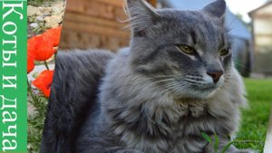 Кот разговаривает с хозяйкой