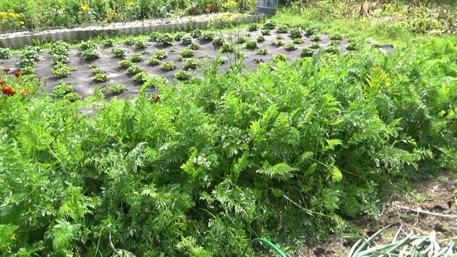 Уборка лука Наш эксперимент удался. смотреть онлайн