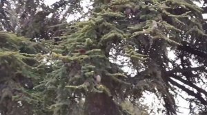 Скандальные Ёлки. Да я упоротый лесолюб!))))). Украсили город.