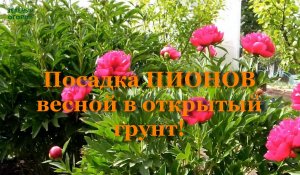 Посадка ПИОНОВ весной в открытый грунт