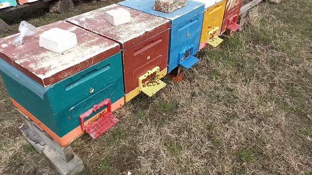 Обильно пошла пыльца смотреть онлайн