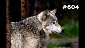 #604. Волки (В мире животных)