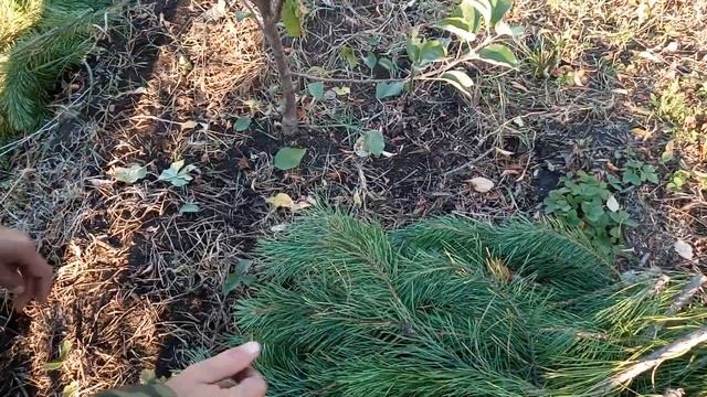 Как уберечь саженцы яблонь от мышей, в зимний период! смотреть онлайн