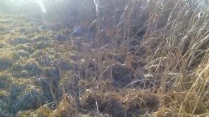 охота на серую ворону