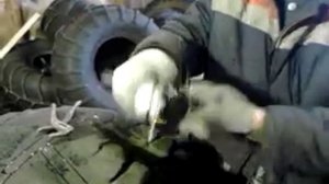 нарезка протектора фрезой.2.