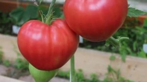 Самые вкусные и сладкие Томаты по мнению большинства Огородников