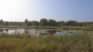 НА ПИОНЕРКЕ ПО УЗКОКОЛЕЙКЕ (АУЖД) / В ПОИСКАХ КЕДРОВЫХ ШИШЕК / ИСТОЧНИК С ГОРЯЩЕЙ ВОДОЙ / МУРАТКОВО