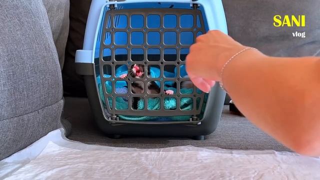 Спасение новорожденных котят. Котята ищут дом / SANI vlog