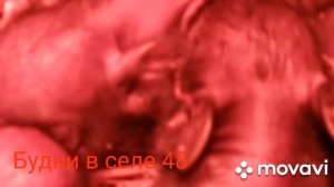 #признакиопороса #слепыепоросята#⭕Как понять, что у свиньи скоро опорос?? Поросята родились слепыми