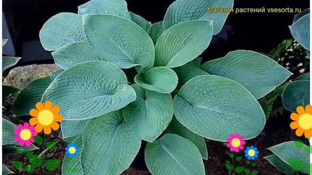 Хоста гибридная Близзард Бэй. Краткий обзор, описание характеристик hosta hybrida Blizzard Bay