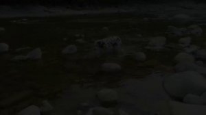 Собака кусает воду - Dog tries to bite water