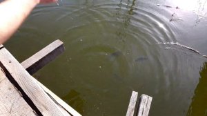 Выращивание рыбы. Выпускаю в пруд Мальта и сеголеток карта, толстолобика, карася