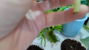 двухнедельная эустома,мои колеусы,петунии...подкормка экопином