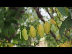 Утренняя прогулка, 29 сентября 2020 г