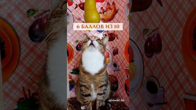Рубрика "Котямбик оценивает" #shorts #cats #котики #животные #смешныевидео #видеопроживотных смотреть онлайн