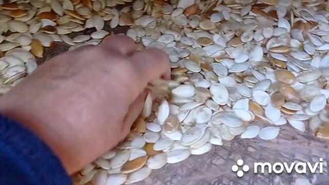 Как высушить быстро и много тыквенных семечек смотреть онлайн
