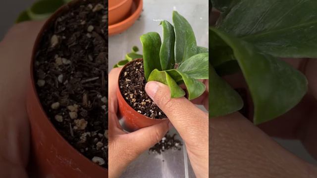 Zenzi the dwarf zz plant root rot rescue