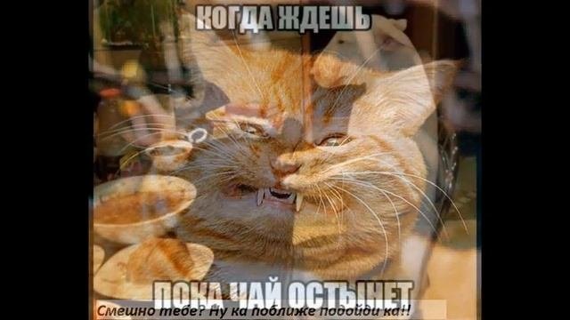 Приколы братьев меньших, и старших 2!)