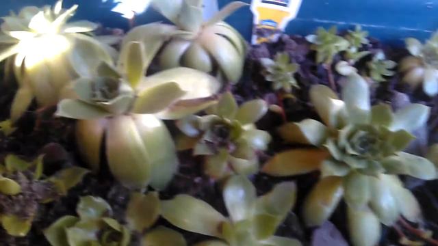 Hen and chick plant смотреть онлайн