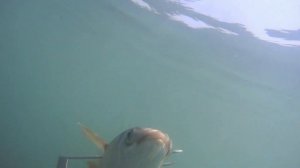 Подводная охота в Чёрном море - Открытие сезона 2019