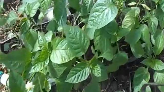 посадка перца с мясокостной мукой и золой
