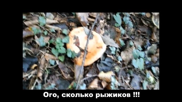 Как много рыжиков тут! смотреть онлайн