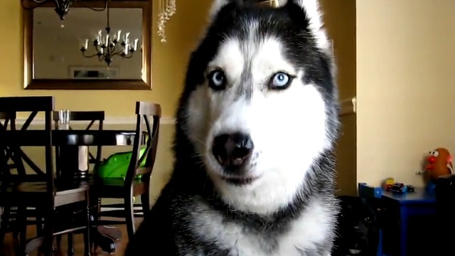 Mishka says 12 words - Dog Talking