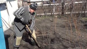 Корчевка малины. Подготовка земельного участка