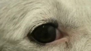 Промывание носослезного собаки