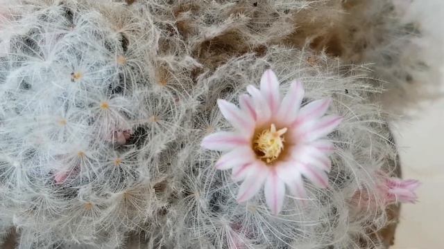 Mammillaria Plumosa Cv. Rosa Blute - Cactus Flower - Cacti